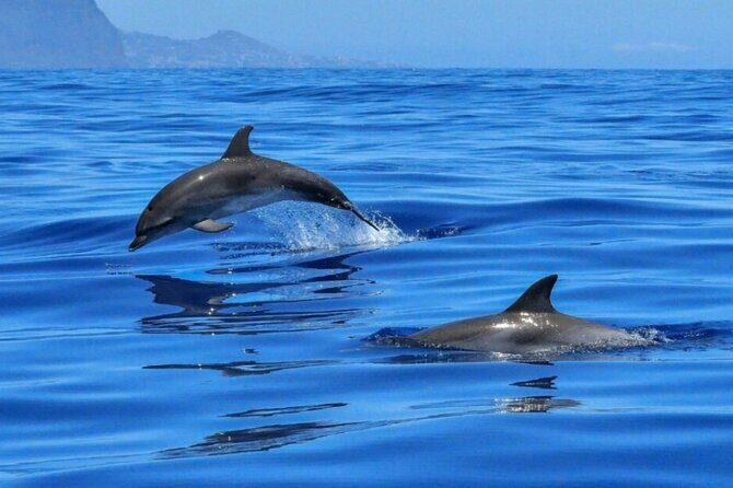 2.5 Hours Sunset Boat Tour in Search of Dolphins - Dolphin Search Off Taormina: swim stops and captain-led navigation