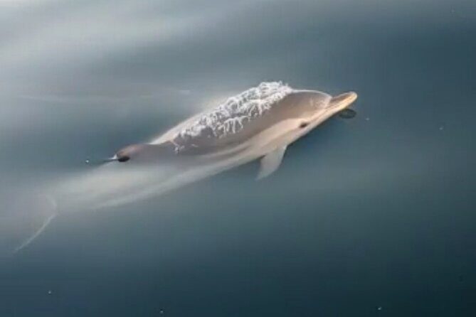 2.5 Hours Sunset Boat Tour in Search of Dolphins - Who should book this sunset dolphin tour?