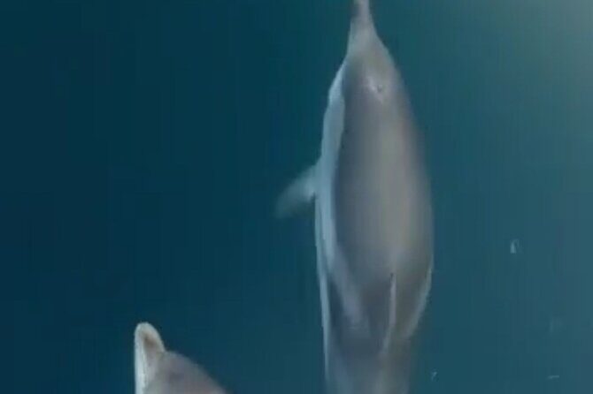 2.5 Hours Sunset Boat Tour in Search of Dolphins - Isola Bella Coast Cruise: music, caves, and what you’ll actually see