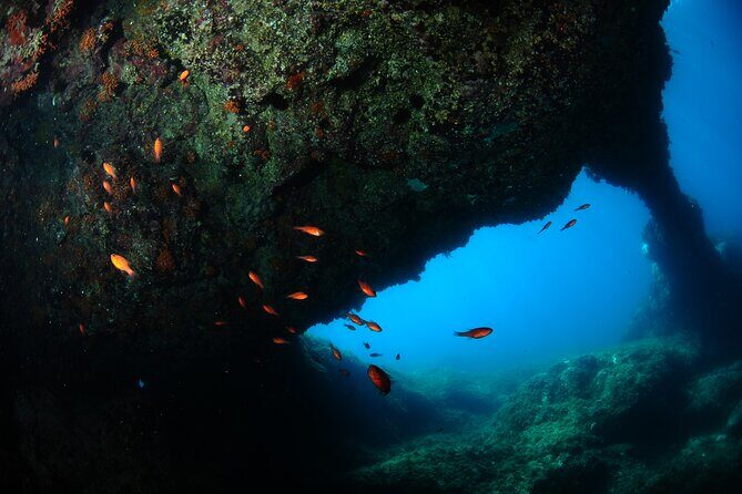 2 Dives from Diving Center (with full equipment) - Meeting at 9:00 am in Catania-area waters