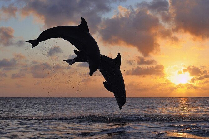 3-Hour Dolphin watching at sunset with aperitif - Key things that make this sunset cruise worth your time