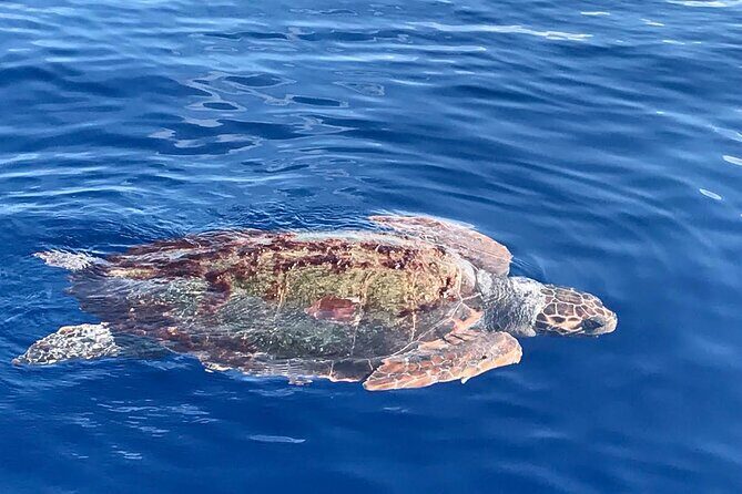 3-Hour Dolphin watching at sunset with aperitif - The starlit swim and why it feels like real Lampedusa