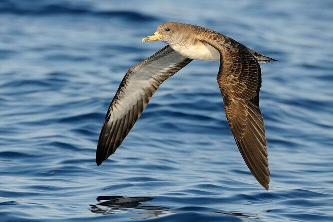 3-Hour Dolphin watching at sunset with aperitif - Price and value for $59.25