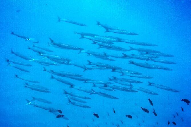 3-Hour Try Scuba Private Guided Sea Baptism from Palermo - Where You Start: Isola delle Femmine (Via Palermo, 1)