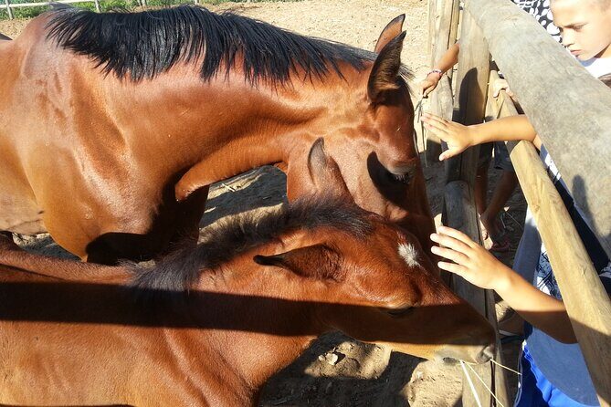 Alcamo Farm Animals and Aromatic Garden - A Farm Tour Near Partinico: Alcamo Countryside in 90 Minutes