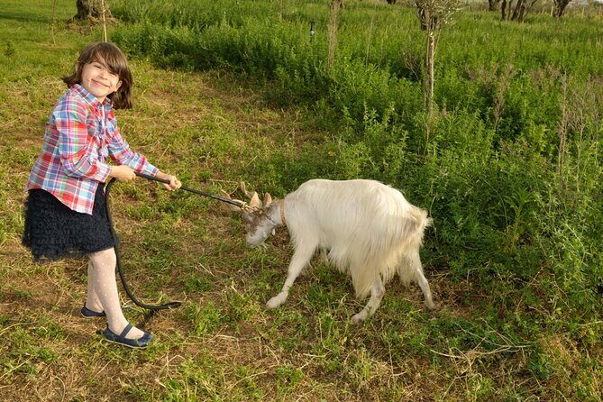 Alcamo Farm Animals and Aromatic Garden - Olive Grove, Vineyard, and Citrus Walks: What the Paths Teach You