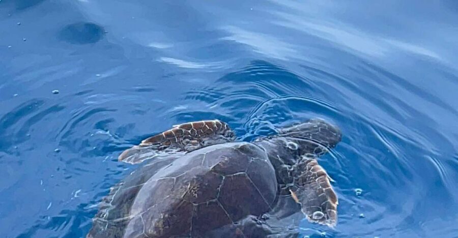 boat tour exploring and searching for dolphins in Acitrezza - Key things to know before you go