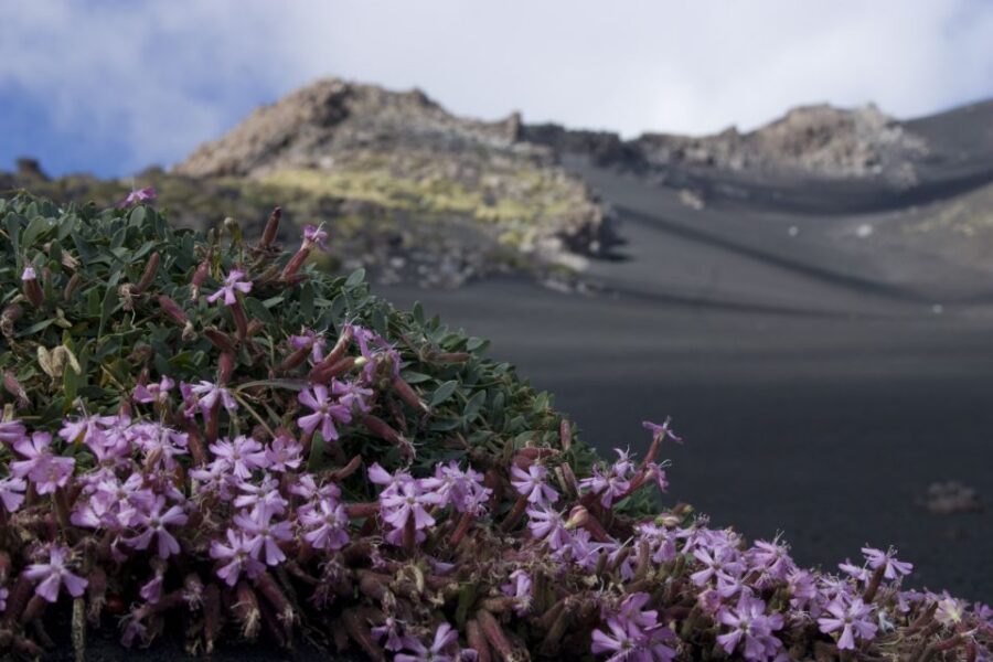 Catania: Etna Morning or Sunset Trek with Lava Tunnel & Gear - Gear and walking aids: small inclusions that matter