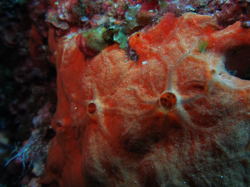 Catania: Gulf Scuba Diving Tour with Marine Biologist - Group Size and Support: Why You Feel Watched (In a Good Way)