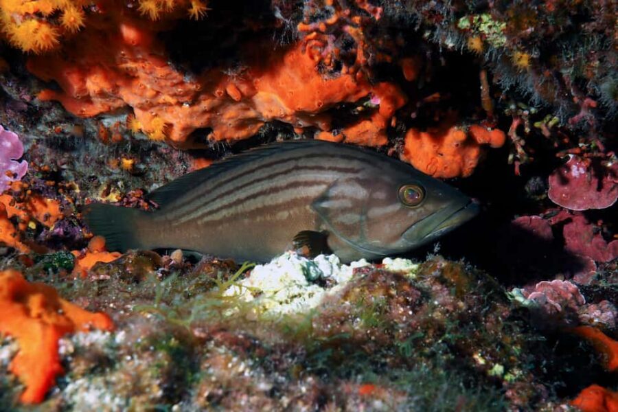 Catania: Scuba Diving Experience - Meeting at Camping Jonio: Check-In That Gets You in Control Fast