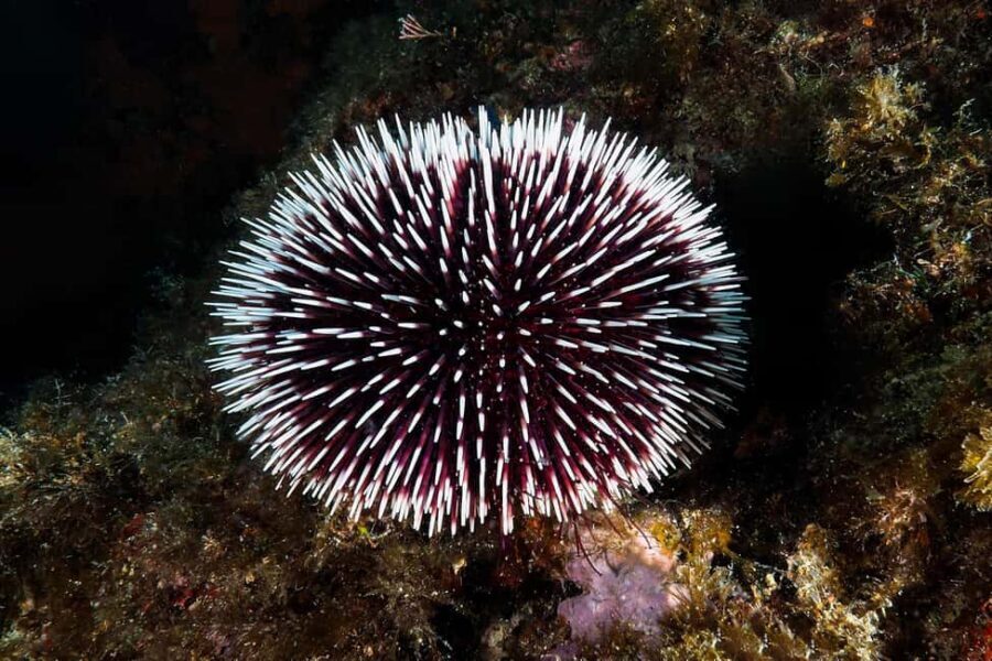 Catania: Scuba Diving Experience - Your 2-Hour Plan: Briefing, Gear Setup, Then Time Underwater