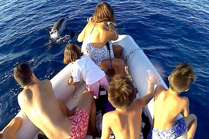 Dolphin Watching & Conservation - Dolphins in the Gulf of Catania - Dolphin ID Cards: Learning What You’re Seeing