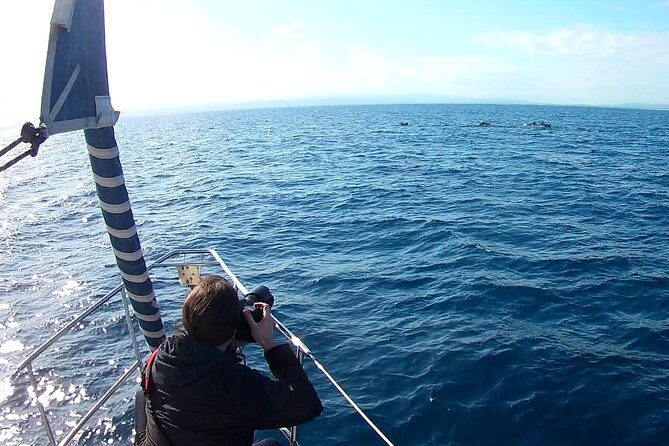 Dolphin Watching & Conservation - Dolphins in the Gulf of Catania - How the Tour Handles Sightings (and Why That Matters)