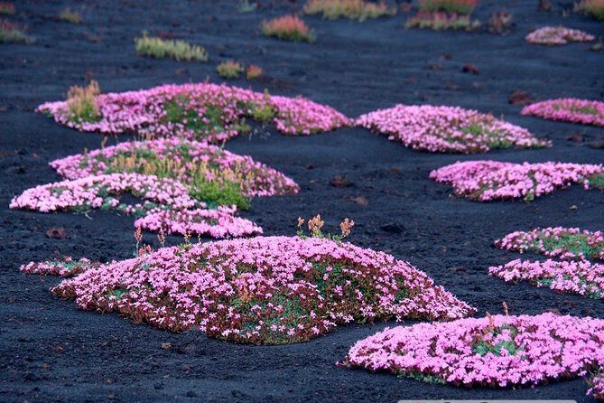 Etna 3000 from the south with Cable Car and trekking – Morning or Afternoon - Price and logistics: is $82.89 good value?