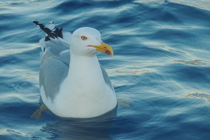 Fishing excursion in the Gulf of Noto for beginners - Getting the most out of a beginner fishing trip