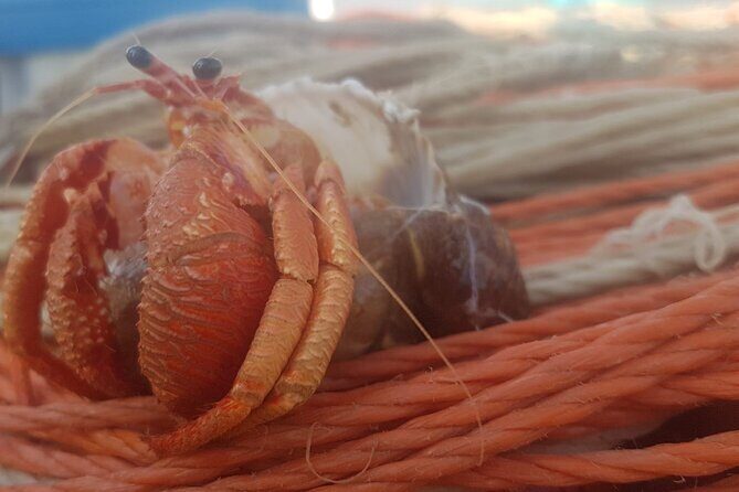 Fishing excursion in the Gulf of Noto for beginners - Getting hands-on: cannizzi trolling and bottom fishing lessons