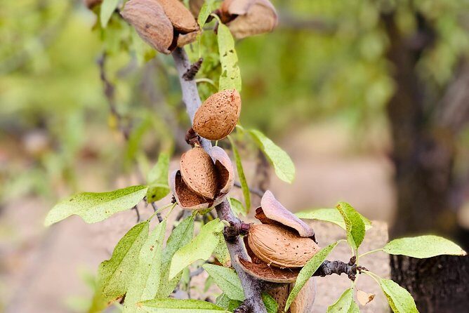 Food Experience at our Farm in Noto Hills - Key Things You’ll Remember