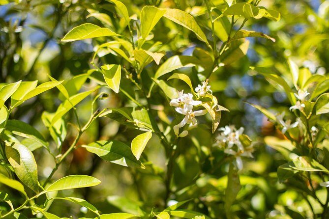 Food Experience at our Farm in Noto Hills - The Garden Walk: Foraging, Herbs, and What Seasonality Means