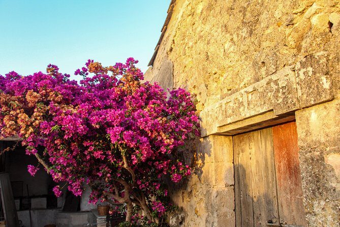 Food Experience at our Farm in Noto Hills - Lunch Under the Carob Trees: Farm-to-Table in Plain Sicilian Style