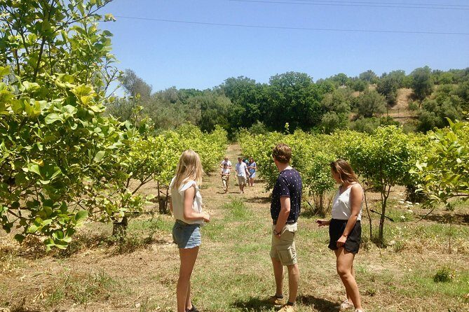Food Experience at our Farm in Noto Hills - Olive Oil, Nero d’Avola, Inzolia, and Homemade Limoncello