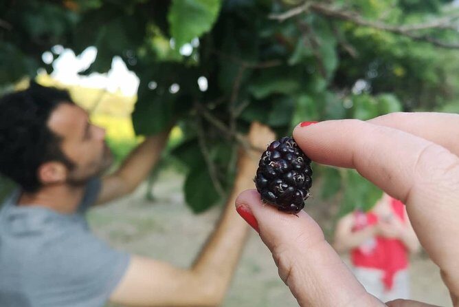 Food Experience at our Farm in Noto Hills - Who This Farm Day Suits Best (and Who Might Want to Skip It)