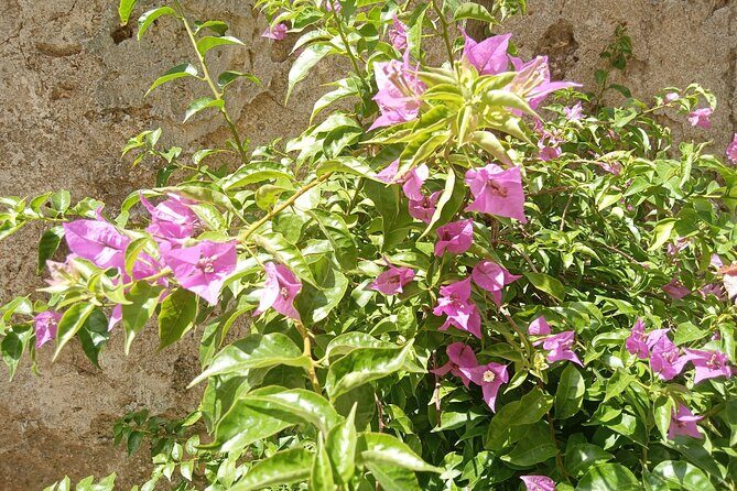 From Taormina Godfather Private Tour Forza D'Agrò and Savoca - Key things that make this tour work