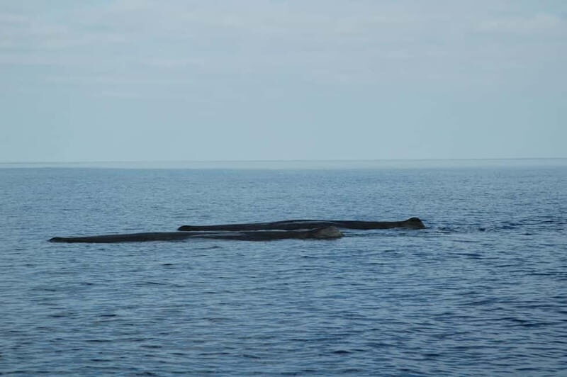 Giardini Naxos: Dolphin Catamaran Sunset Tour with Aperetif - The Swimming Stop: Your Reset Button Before Dolphins
