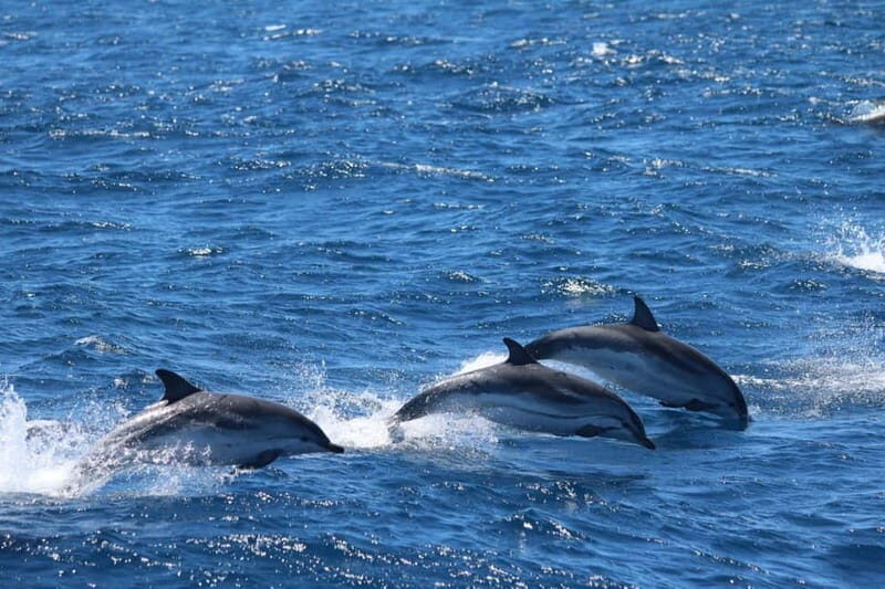 Giardini Naxos: Dolphin Catamaran Sunset Tour with Aperetif - Isola Bella: Aperitif, Cheese Tasting, and a Real Photo Stop