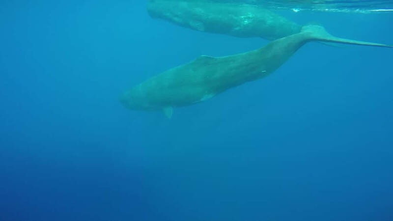 Giardini Naxos: Dolphin Catamaran Sunset Tour with Aperetif - The Caves, Music, and the Prosecco Toast That Closes the Loop