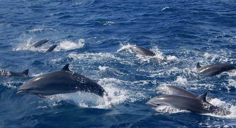 Giardini Naxos: Dolphin Catamaran Sunset Tour with Aperetif - Guided, Multi-Language, and Built for Different Groups