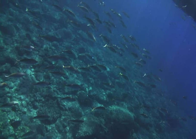 Giardini Naxos Taormina: Dolphin Watching Sunset Tour - Dolphin watching in the Ionian Sea: what to expect (and what to ignore)