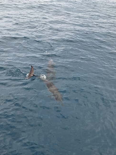 Giardini Naxos Taormina: Dolphin Watching Sunset Tour - Who should book this sunset cruise (and who should skip it)