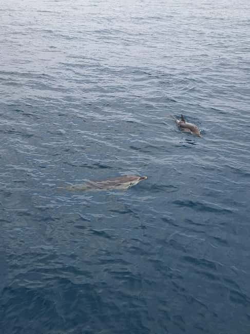 Giardini Naxos Taormina: Dolphin Watching Sunset Tour - Getting to the Kristal boat in Giardini Naxos (simple, but don’t rush)