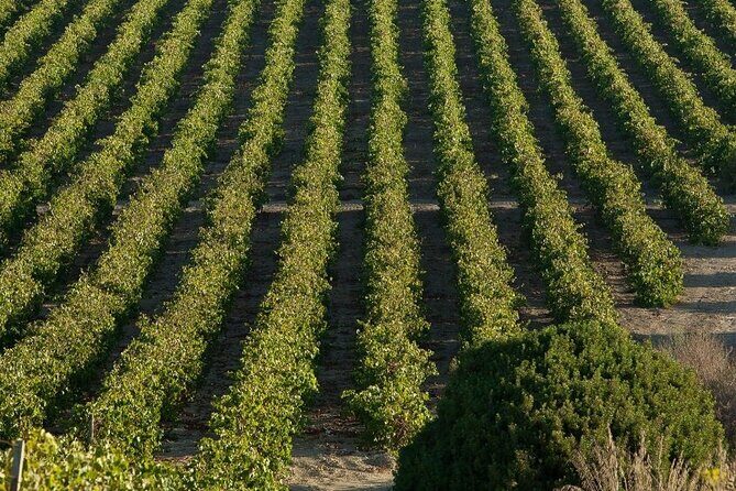 Historic winery visit with food and wine tasting in Marsala - Who this tour fits best