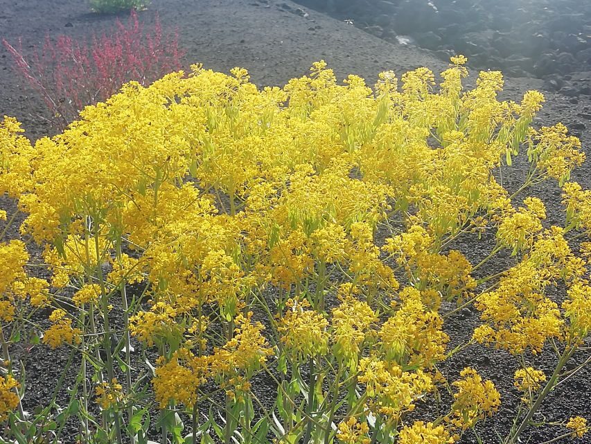 Mount Etna and Alcantara Gorges Day Trip - The 2002 Eruption Sites and Lunch Break Reality