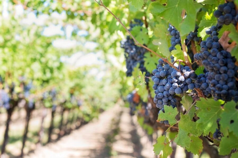 Mt Etna Private guided walking Tour with Wine Tasting - Key highlights at a glance