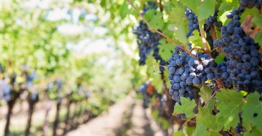 Mt Etna Private guided walking Tour with Wine Tasting - A private Mt Etna day is the right kind of intense