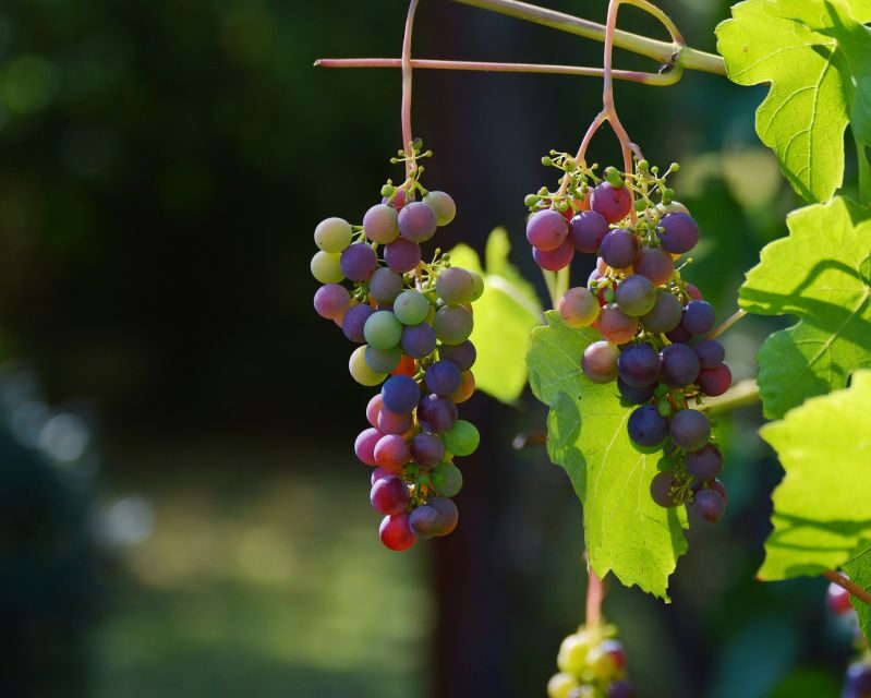 Mt Etna Private guided walking Tour with Wine Tasting - The easy trekking route: lava flows and extinct lateral craters