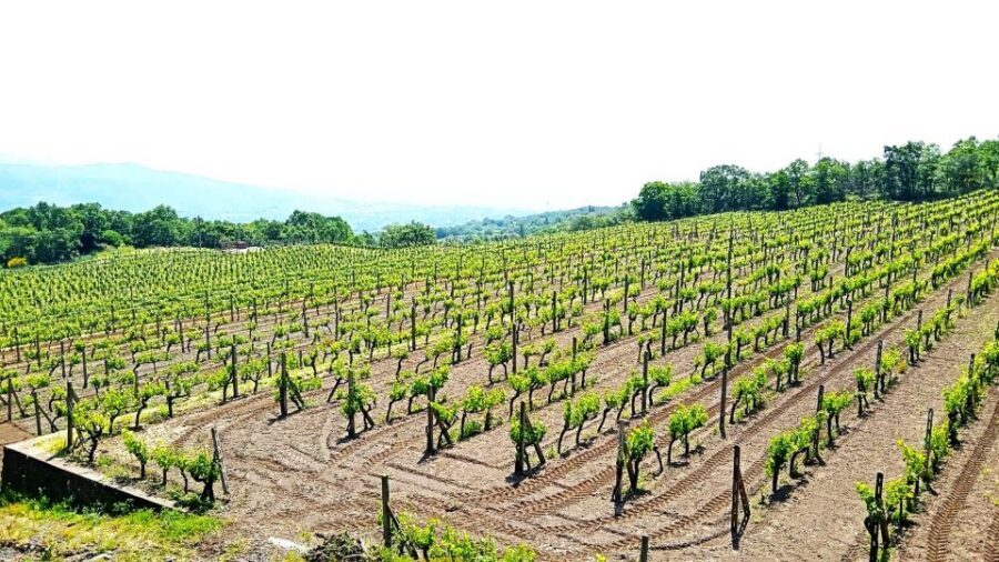 Mt Etna Private guided walking Tour with Wine Tasting - Winery time: Etna red and white wines with organic Sicilian bites
