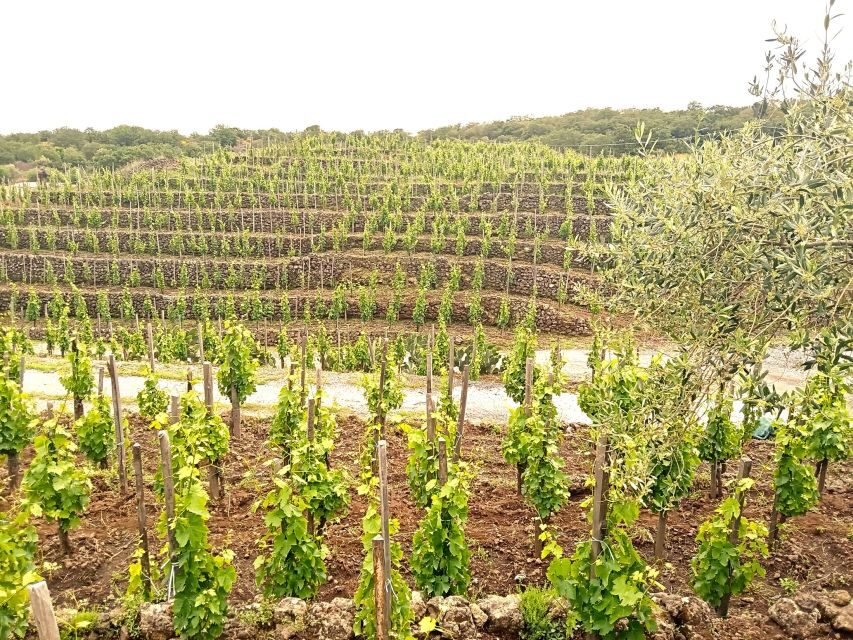 Mt Etna Private guided walking Tour with Wine Tasting - Price and value: is ~$191.45 per person fair here?