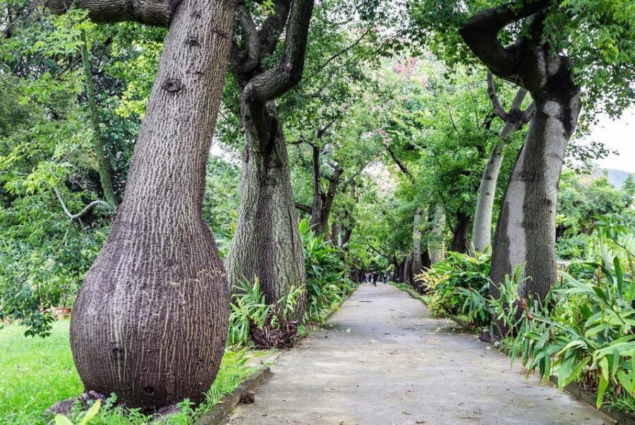 Palermo: Botanical Garden Entry Ticket and Palermo Audio App - Succulents, Palms, and Cycads: The Best First-Stop Energy
