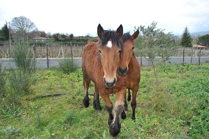 Private Horseback Riding Tour on Etna Area + Traditional Lunch - Price and Value at About $349.63 Per Person: What You’re Actually Paying For