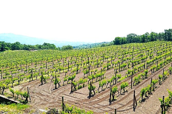 Private tour of Etna with food and wine tasting in the cellar - Stop 3: The Scenic Return Drive Through Sicilian Towns