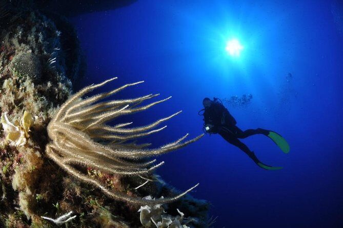 Scuba Diving Experience - Key highlights worth your attention