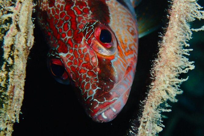 Scuba Diving Experience in Taormina - Price and Value: What $163.23 Buys You in 3.5 Hours