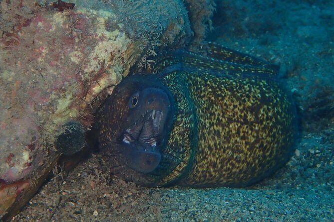 Scuba Diving Experience in Taormina - Isola Bella as Your First Underwater Stop