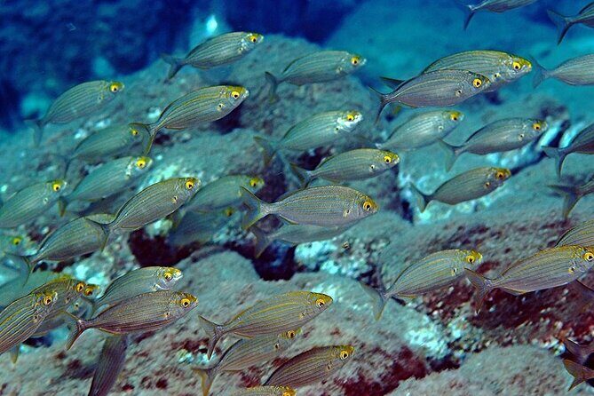 Snorkeling at Isola Bella Marine Park Taormina - Group size and the calm factor: max 18 travelers