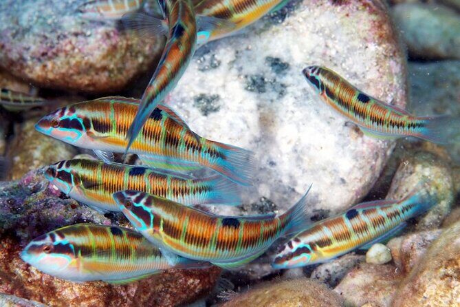 Snorkeling at Isola Bella Marine Park Taormina - Meeting at 2:15 pm, leaving at 2:30 pm: how the day runs