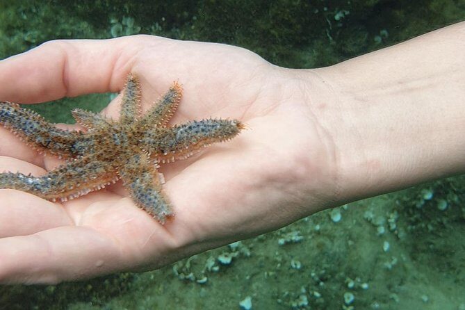Snorkeling in Ustica (observation of marine flora and fauna) - Snorkeling at Cala Sidoti: the marine reserve’s easy entry