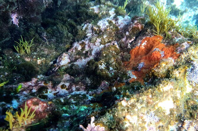 Snorkeling in Ustica (observation of marine flora and fauna) - Price and value: what $17.79 buys you in Ustica